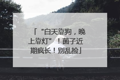 “白天靠狗，晚上靠灯”！菌子近期疯长！别乱捡