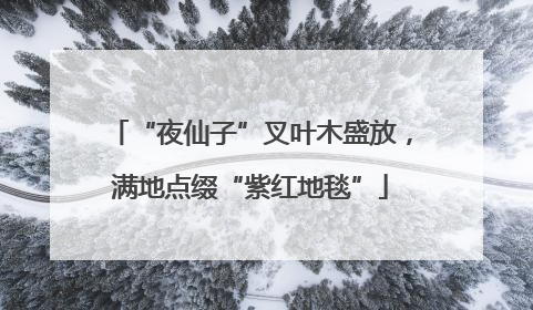 “夜仙子”叉叶木盛放，满地点缀“紫红地毯”