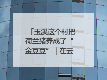 玉溪这个村把荷兰猪养成了“金豆豆”｜在云南样样好