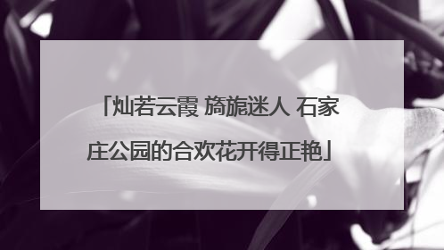 灿若云霞 旖旎迷人 石家庄公园的合欢花开得正艳
