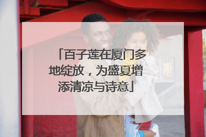 百子莲在厦门多地绽放，为盛夏增添清凉与诗意
