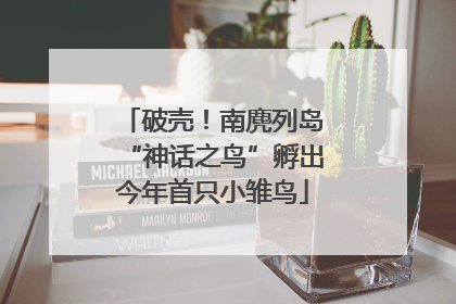 破壳！南麂列岛“神话之鸟”孵出今年首只小雏鸟