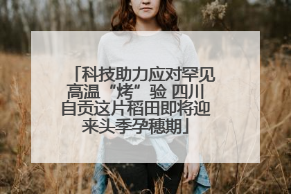科技助力应对罕见高温“烤”验 四川自贡这片稻田即将迎来头季孕穗期