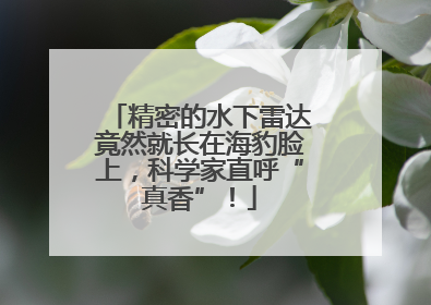 精密的水下雷达竟然就长在海豹脸上，科学家直呼“真香”！