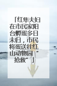红隼夫妇在市民家阳台孵蛋多日未归，市民将蛋送往红山动物园“抢救”