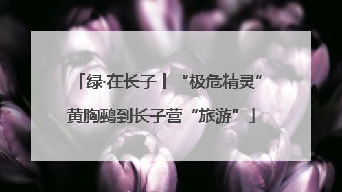 绿·在长子丨“极危精灵”黄胸鹀到长子营“旅游”