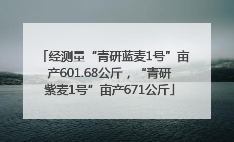 经测量“青研蓝麦1号”亩产601.68公斤，“青研紫麦1号”亩产671公斤