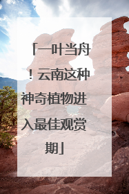 一叶当舟！云南这种神奇植物进入最佳观赏期