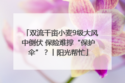 双流千亩小麦9级大风中倒伏 保险难撑“保护伞”？丨阳光帮忙