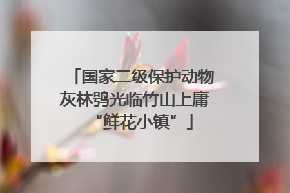 国家二级保护动物灰林鸮光临竹山上庸“鲜花小镇”