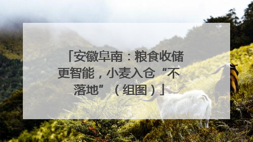 安徽阜南：粮食收储更智能，小麦入仓“不落地”（组图）