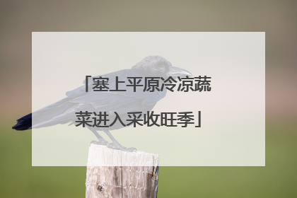 塞上平原冷凉蔬菜进入采收旺季