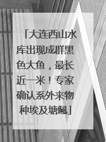 大连西山水库出现成群黑色大鱼，最长近一米！专家确认系外来物种埃及塘鲺