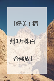 好美！福州3万株百合盛放