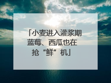 小麦进入灌浆期 蓝莓、西瓜也在抢“鲜”机