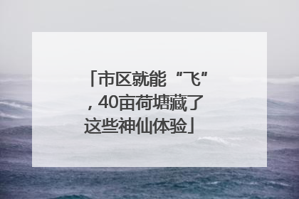 市区就能“飞”，40亩荷塘藏了这些神仙体验