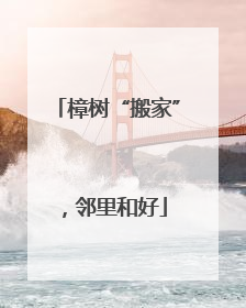 樟树“搬家”，邻里和好