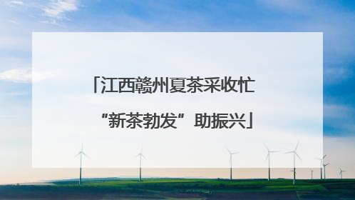 江西赣州夏茶采收忙 “新茶勃发”助振兴