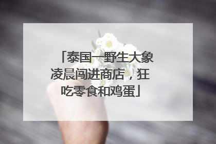 泰国一野生大象凌晨闯进商店，狂吃零食和鸡蛋