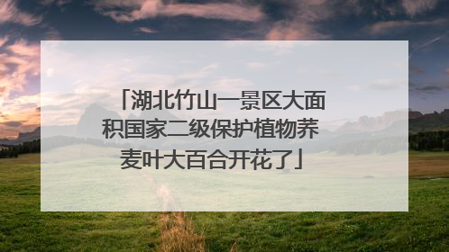 湖北竹山一景区大面积国家二级保护植物荞麦叶大百合开花了