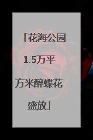 花海公园1.5万平方米醉蝶花盛放