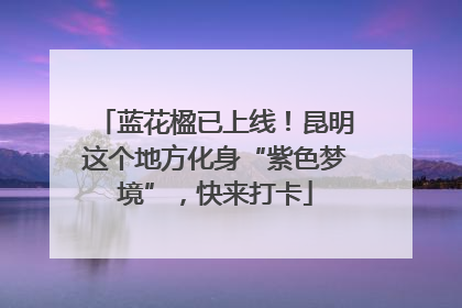 蓝花楹已上线！昆明这个地方化身“紫色梦境”，快来打卡