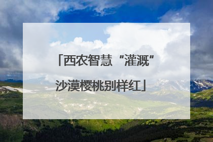 西农智慧“灌溉” 沙漠樱桃别样红