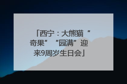西宁：大熊猫“奇果”“园满”迎来9周岁生日会