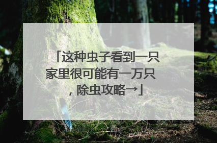 这种虫子看到一只家里很可能有一万只，除虫攻略→