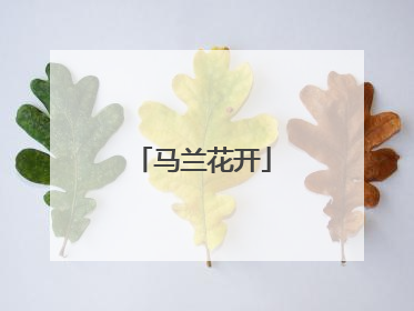 马兰花开