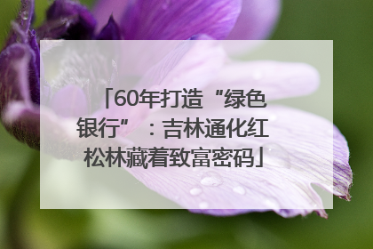 60年打造“绿色银行”：吉林通化红松林藏着致富密码